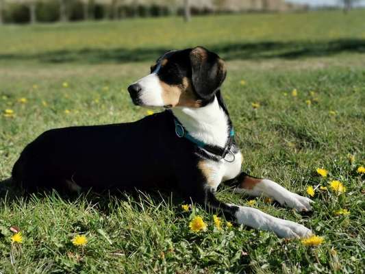 Hundetreffen-Langfristige Hundebetreuung-Bild