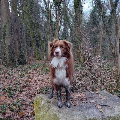 Hundetreffen-Social Walk oder Training-Bild