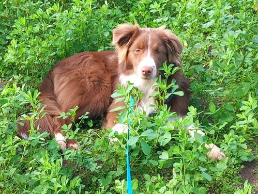 Hundetreffen-Spiele-, Trainingstreffen oder Social Walk-Bild