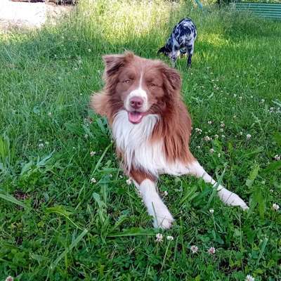 Hundetreffen-Social Walk oder ähnliches-Bild