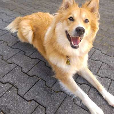 Hundetreffen-Mantrailing Gruppe gesucht