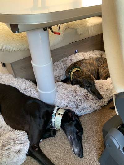 Windhunde - Treffen der besonderen Schönheiten
HERZLICH WILLKOMMEN-Beitrag-Bild