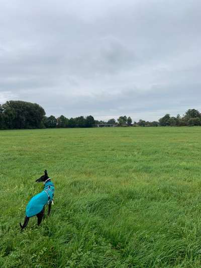 Hundeauslaufgebiet-Heuwiese Fronberg/Schwandorf-Bild