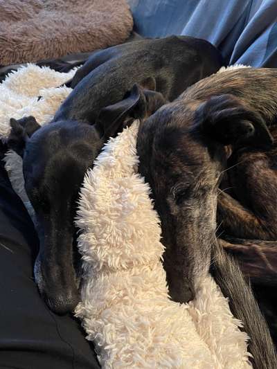 Windhunde - Treffen der besonderen Schönheiten
HERZLICH WILLKOMMEN-Beitrag-Bild