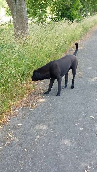 Labradorfans-Beitrag-Bild