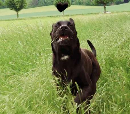 BIG LOVE :) mit 2 Hunden❣️-Beitrag-Bild