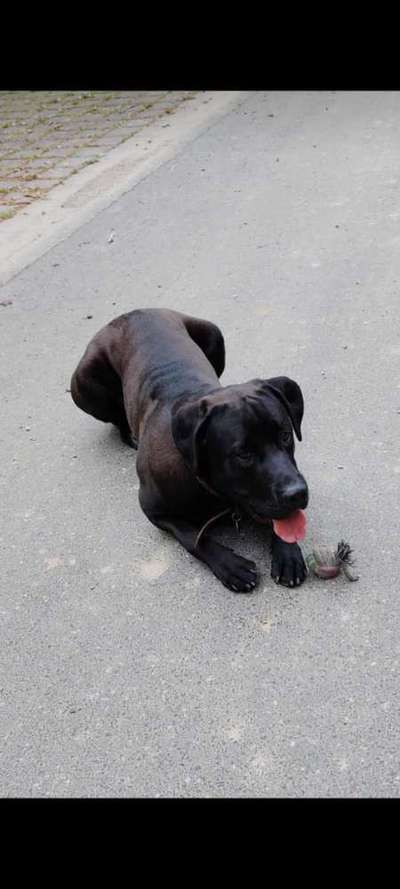 Dogo Argentino Freunde-Beitrag-Bild