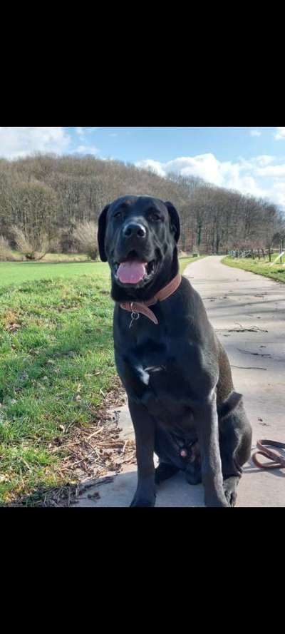 Labradorfans-Beitrag-Bild