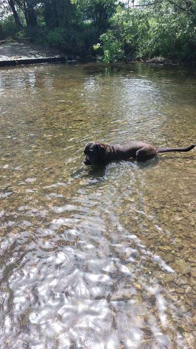 Labradorfans-Beitrag-Bild