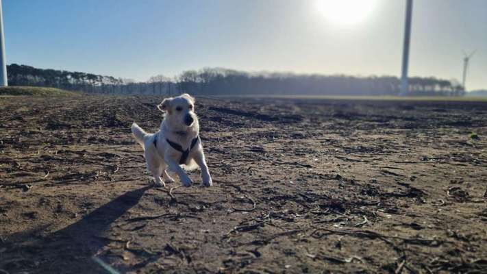 Hundetreffen-Wir suchen Spielkameraden....Wir ist sehr freundlich,sehr verspielt-Bild