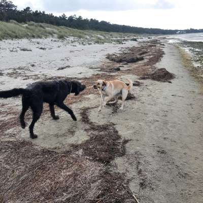 Foto Challenge 103    Hundefreundschaften-Beitrag-Bild