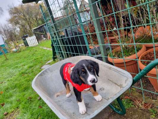 FOTOCHALLENGE 70 - Dein Hund im Auto-Beitrag-Bild