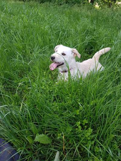 Auslandstierschutz-Beitrag-Bild