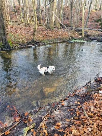 Hundeauslaufgebiet-Grünes Rad - Beketal-Bild