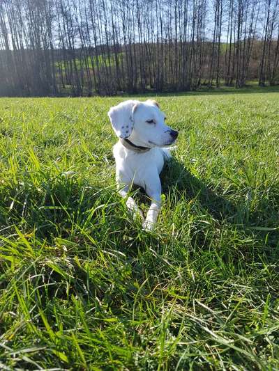 Auslandstierschutz-Beitrag-Bild