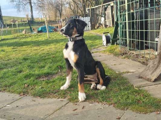 Mischlinge raten - Rätselspaß-Beitrag-Bild