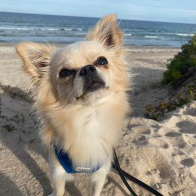 Hundetreffen-Kleiner Spielpartner gesucht-Bild