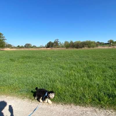 Hundetreffen-🐶 Welpen treffen Greiffensee 🌲-Bild