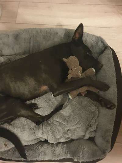 Challenge Nr 14
Eure Fellnasen auf ihrem Lieblingsplatz-Beitrag-Bild