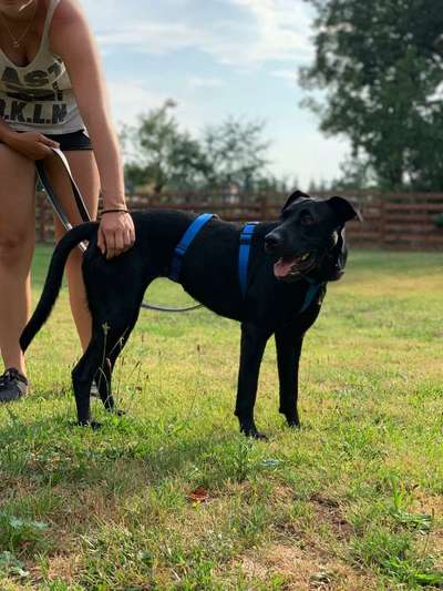 Labradorfans-Beitrag-Bild