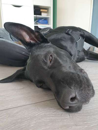 Zeige das lustigste Bild eures Hundis-Beitrag-Bild