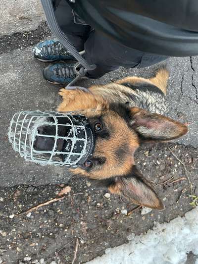 Wie sitzt mein Maulkorb / Maulkorb-Beratung-Beitrag-Bild