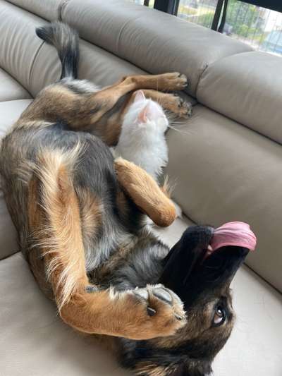 Fotosammlung: ,,Der natürliche Hund" Unbearbeitet, ungestellt und in Natura-Beitrag-Bild