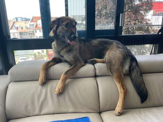 Labradorfans-Beitrag-Bild