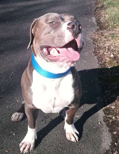 Dogorama Photo Challenge - Hundeblick zum hinschmelzen-Beitrag-Bild