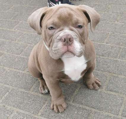 Dogorama Photo Challenge - Hundeblick zum hinschmelzen-Beitrag-Bild