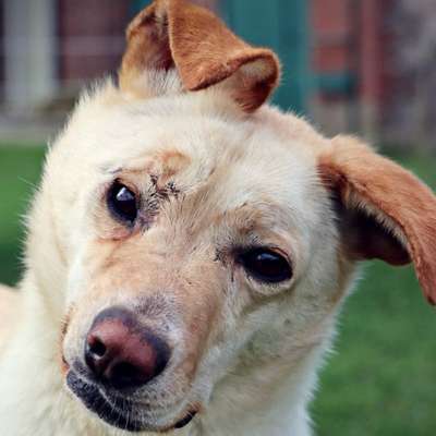 Kranke oder Hunde mit Handicap-Beitrag-Bild