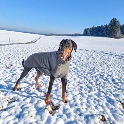 Hundetreffen-Begegnungstraining/Hundebegegnungen-Bild