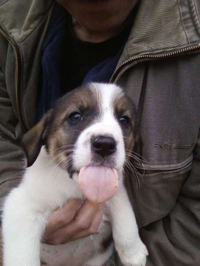 23. Collagen-Challenge: Portraits-Beitrag-Bild