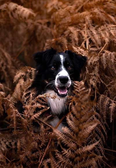 Fotochallange Nr. 57     PORTRÄT.   Beendet!!!!!!!!-Beitrag-Bild