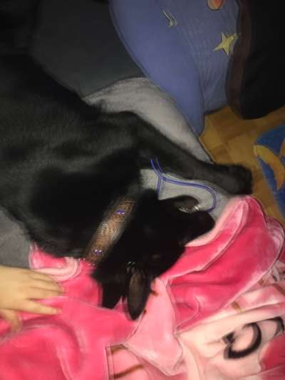 Alles rund um den Schäferhund, diskutieren erwünscht.-Beitrag-Bild