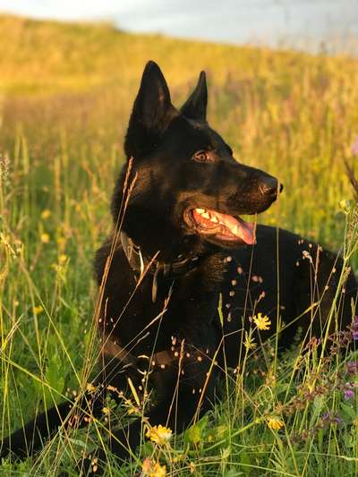 Black dogs are beautiful-Beitrag-Bild