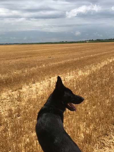 Alles rund um den Schäferhund, diskutieren erwünscht.-Beitrag-Bild