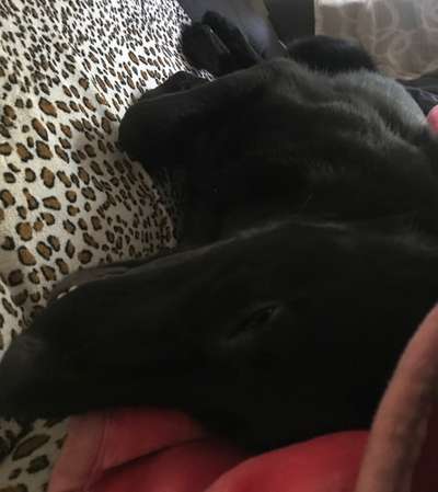 Alles rund um den Schäferhund, diskutieren erwünscht.-Beitrag-Bild