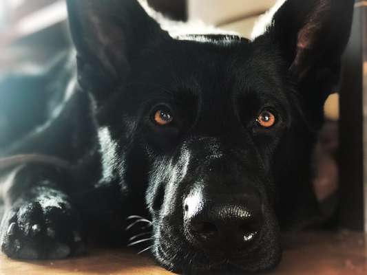 Black dogs are beautiful-Beitrag-Bild