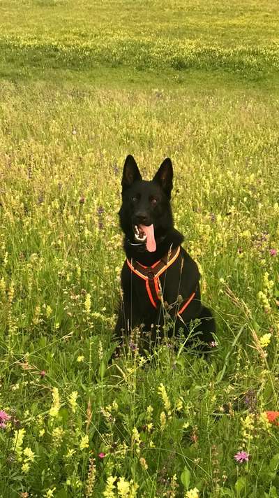 Alles rund um den Schäferhund, diskutieren erwünscht.-Beitrag-Bild