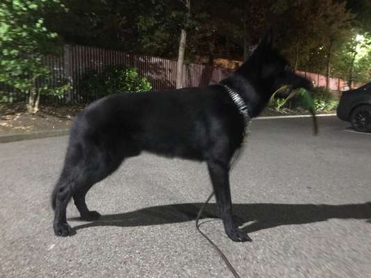 Alles rund um den Schäferhund, diskutieren erwünscht.-Beitrag-Bild