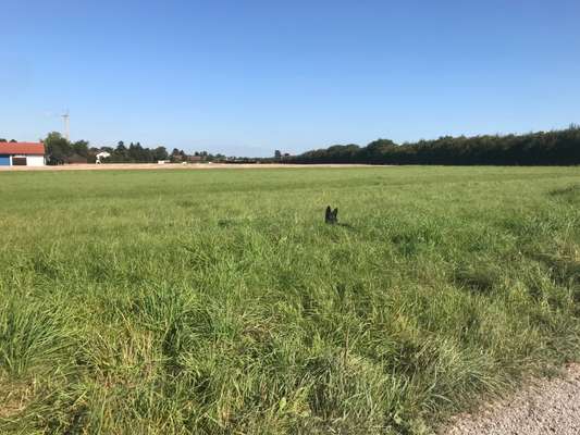 Dogorama Photo Challenge - Tarnung ist alles-Beitrag-Bild