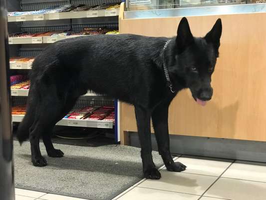 Alles rund um den Schäferhund, diskutieren erwünscht.-Beitrag-Bild