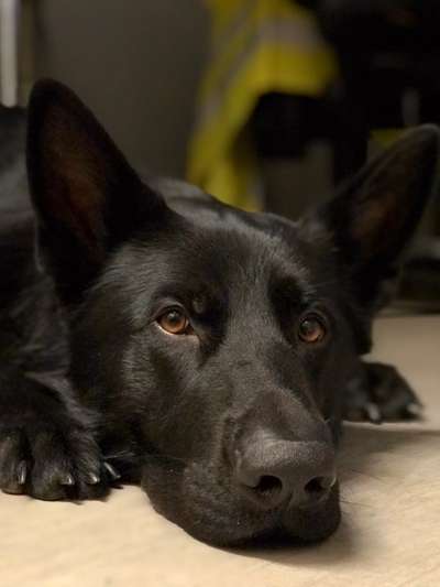 Alles rund um den Schäferhund, diskutieren erwünscht.-Beitrag-Bild