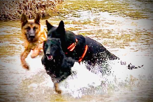 Alles rund um den Schäferhund, diskutieren erwünscht.-Beitrag-Bild