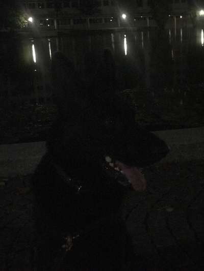 Alles rund um den Schäferhund, diskutieren erwünscht.-Beitrag-Bild