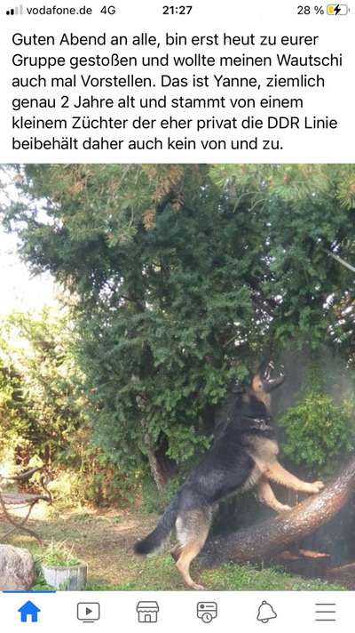 Alles rund um den Schäferhund, diskutieren erwünscht.-Beitrag-Bild