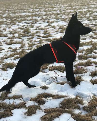 Alles rund um den Schäferhund, diskutieren erwünscht.-Beitrag-Bild