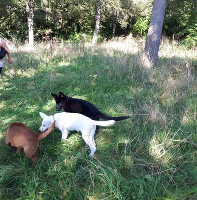 Alles rund um den Schäferhund, diskutieren erwünscht.-Beitrag-Bild