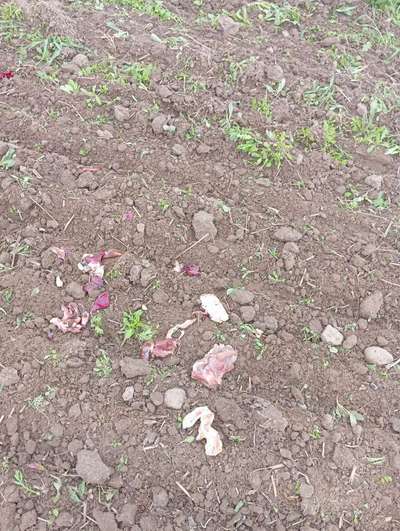 Giftköder-Giftköder und Scherben-Bild